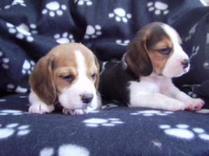 meet the boys