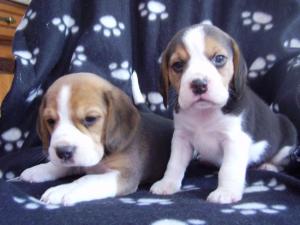 Puppies now 4 weeks old