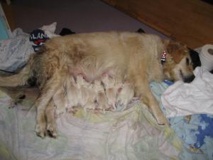 Lottie and her puppies not long after they arrived