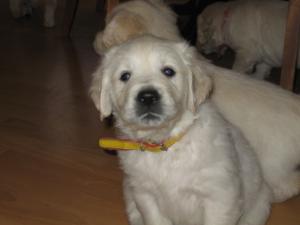 puppies at 5 weeks old