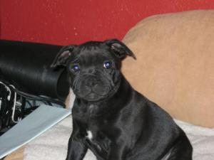Puppy