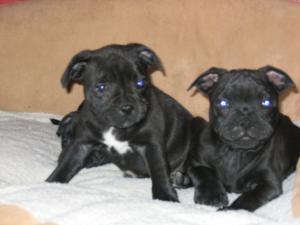 Puppies