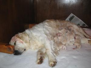 JAZZ AND HER DAY OLD PUPPY`S