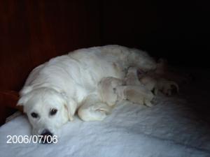 Rosie with her pups