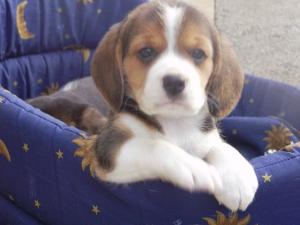 Girl at 6 weeks