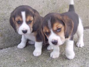 Boy puppies at 6 weeks