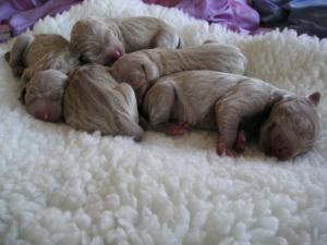 Luna's babies one day old.