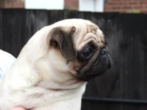 example of the type of pugs we breed and own