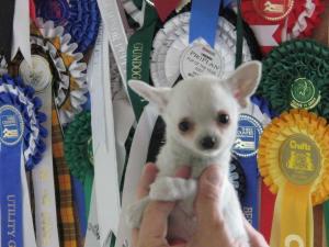 Chi puppy