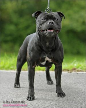 maxsta caymen queen at caymenstaffs j.w. sh.cm