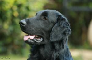 Duncan - potrait