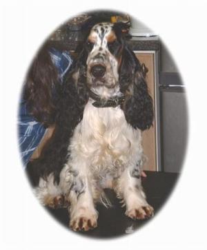 Archie - Prince Oscar of St. Luke at VILROS
