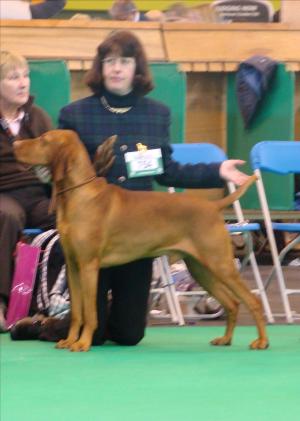 KRISTO BEING AWARDED ANOTHER 2ND AT CRUFTS 2011