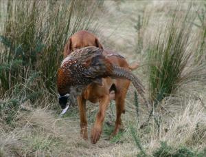 KRISTO RETRIEVING PHEASANT!