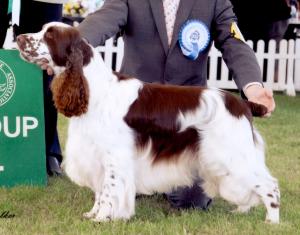 Sh Ch Trimere Talking Point of Allenie JW