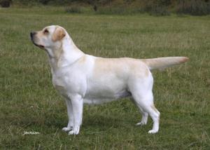 Harrop Canasta at Mandursan 2CC's 1RCC