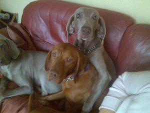 Dasiy and Xena