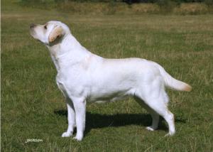 Allenies On The Move to Mandursan