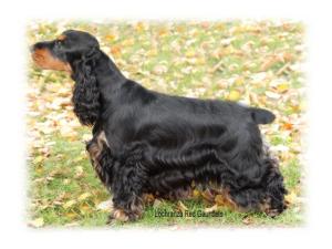 Taken at Gundog of Wales Championship Show