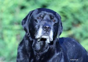 Diesel at 12 years
