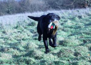 still retrieving at 12 years