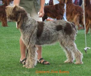 jive winning junior bitch at peterborough ch show