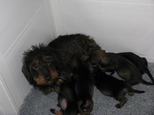 Tia with her pups 