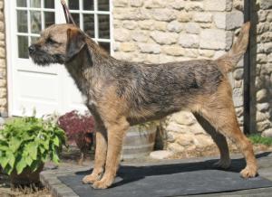 Brumberhill Breeze - 10 months old