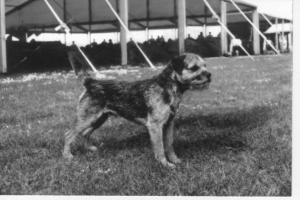 Ch. Blue Print at Brumberhill- aged 2 1/2