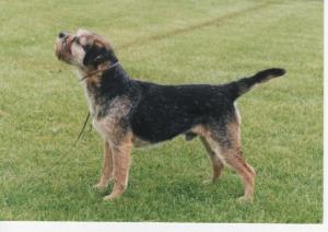 Ch. Blue Print at Brumberhill- aged 7 1/2