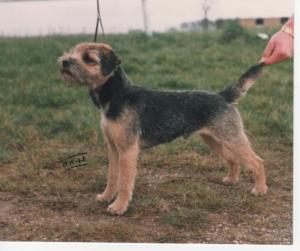 Ch. Blue Maverick of Brumberhill