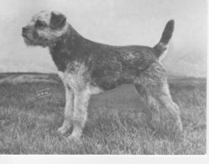 Eng. Int. World Ch. Brumberhill Blue Maestro