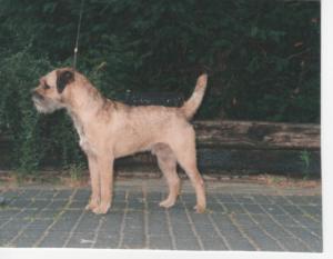Eng. & Dutch Ch. Ribbleside Rogue