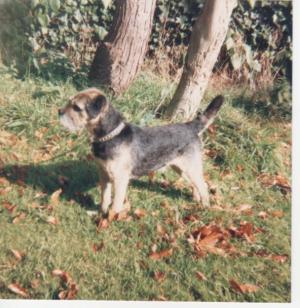 Brumberhill Blue Minstrel