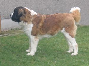 Jade 20 months