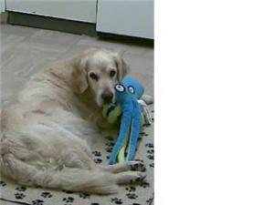 Wispa with her new toy - Octopus