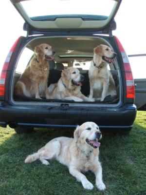 Wispa laying down out of the car