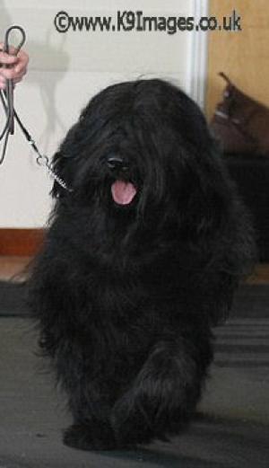 sophie at the Briard Association show 08