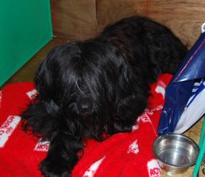 sophie on her bench at crufts 08