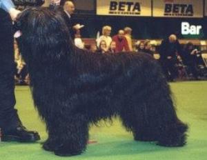 Ben at Crufts 99 wining limit Dog & Rcc