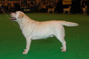 Sh Ch Halshimoor Lincoln Crufts 2009