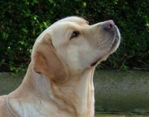 Halshimoor Tickety Boo