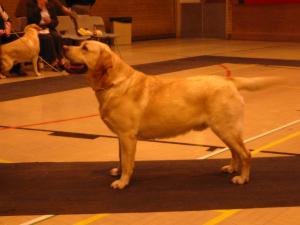 Barkley winning the Rcc at 3 Ridings Ch Show 2008