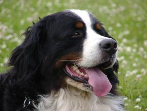 Heiko
