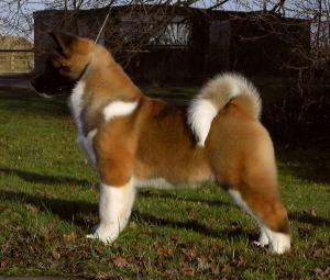Timber at 4 Months Of Age