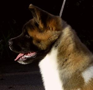 Timber at 4 Months Of Age