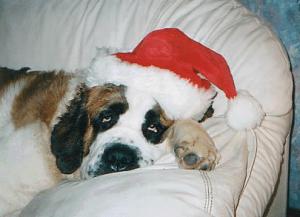 Brogan after enjoying her Christmas turkey