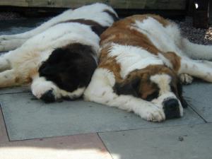 Brogan (right of pic) with her pal uncle Bruce
