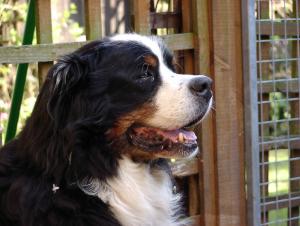 Oska 9.5yrs
