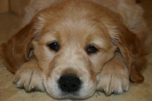 Reilly the day we brought her home